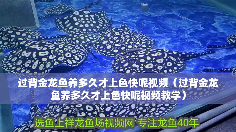 過(guò)背金龍魚養(yǎng)多久才上色快呢視頻（過(guò)背金龍魚養(yǎng)多久才上色快呢視頻教學(xué)）