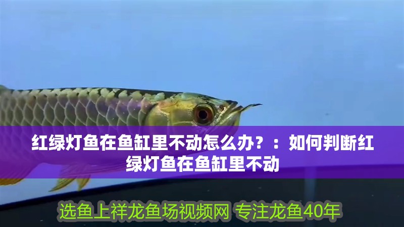 紅綠燈魚在魚缸里不動怎么辦？：如何判斷紅綠燈魚在魚缸里不動
