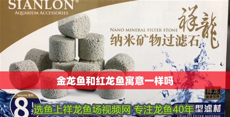金龍魚和紅龍魚寓意一樣嗎 金龍魚和紅龍魚寓意一樣嗎 龍魚百科