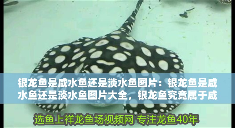 銀龍魚是咸水魚還是淡水魚圖片：銀龍魚是咸水魚還是淡水魚圖片大全，銀龍魚究竟屬于咸水魚還是淡水魚？高清圖片