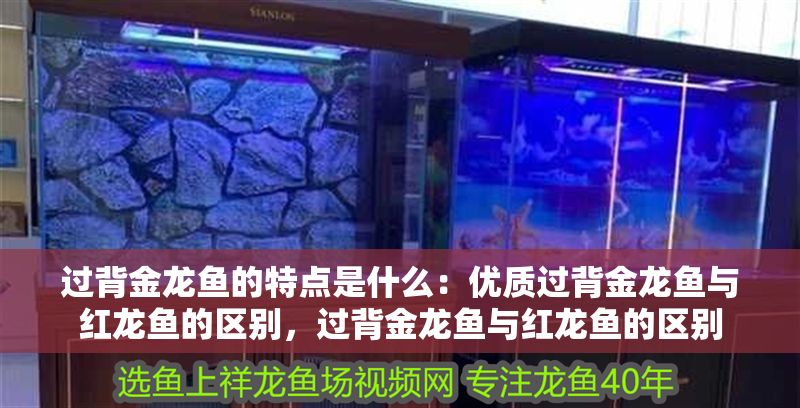 過背金龍魚的特點是什么：優質過背金龍魚與紅龍魚的區別，過背金龍魚與紅龍魚的區別