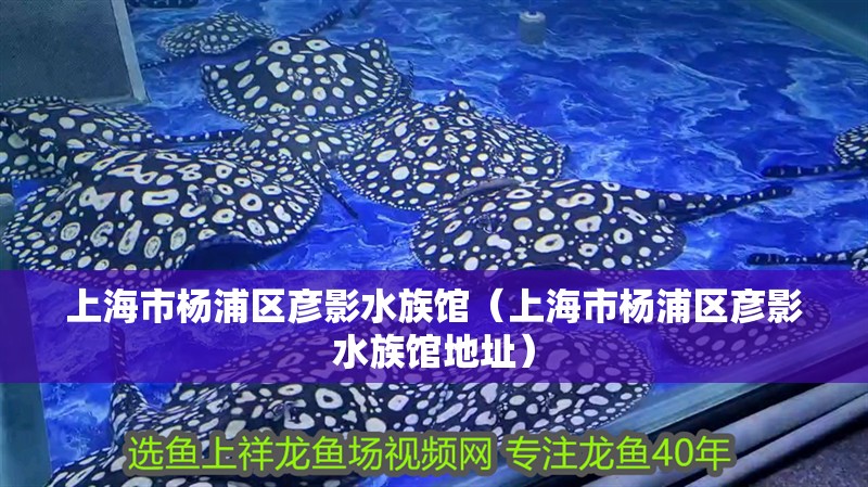 上海市楊浦區彥影水族館（上海市楊浦區彥影水族館地址）