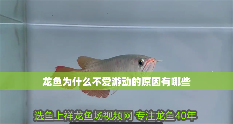 龍魚為什么不愛游動的原因有哪些
