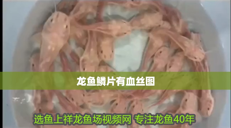 龍魚鱗片有血絲圖