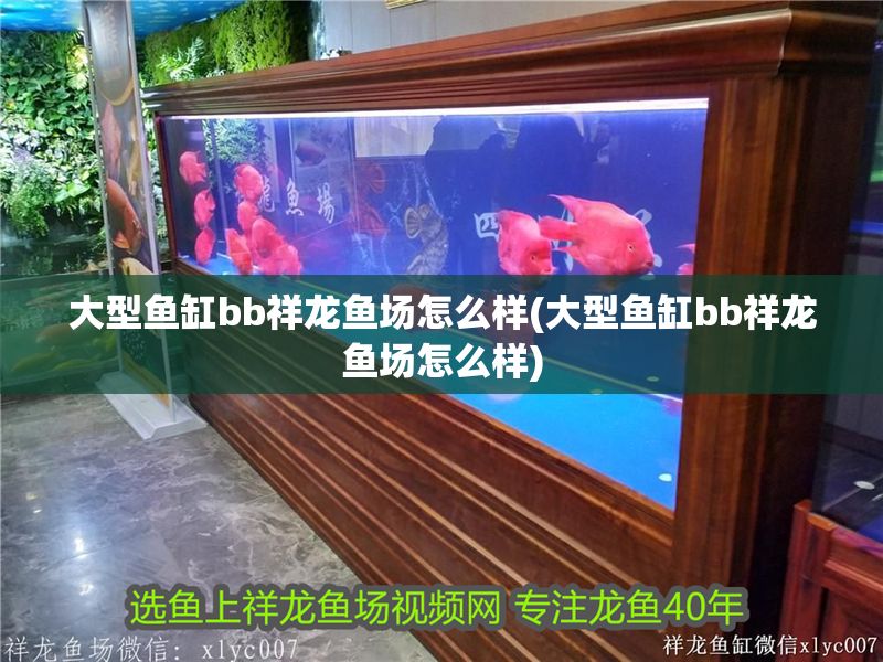 大型魚缸bb祥龍魚場怎么樣(大型魚缸bb祥龍魚場怎么樣) 大型魚缸bb祥龍魚場怎么樣(大型魚缸bb祥龍魚場怎么樣) vs祥龍魚場 第1張