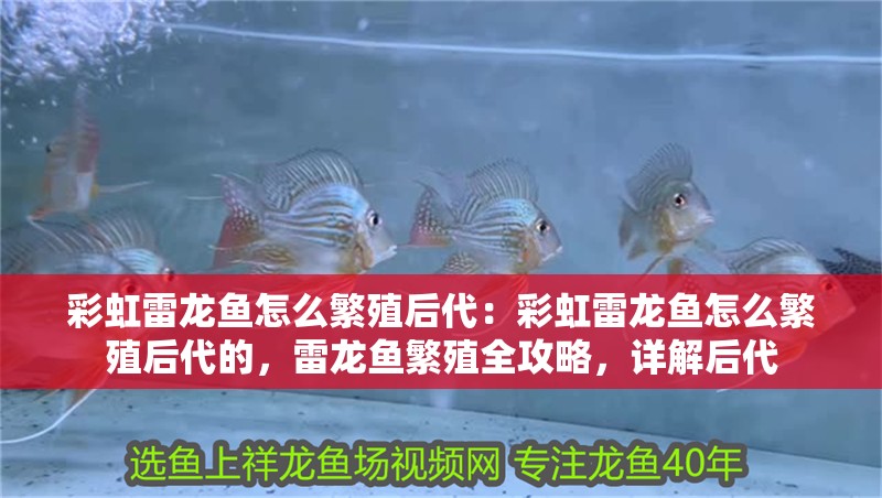 彩虹雷龍魚怎么繁殖后代：彩虹雷龍魚怎么繁殖后代的，雷龍魚繁殖全攻略，詳解后代 彩虹雷龍魚怎么繁殖后代：彩虹雷龍魚怎么繁殖后代的，雷龍魚繁殖全攻略，詳解后代 水族問答