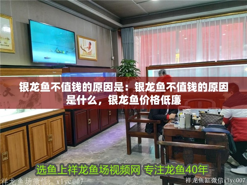 銀龍魚不值錢的原因是：銀龍魚不值錢的原因是什么，銀龍魚價格低廉 銀龍魚不值錢的原因是：銀龍魚不值錢的原因是什么，銀龍魚價格低廉 水族問答