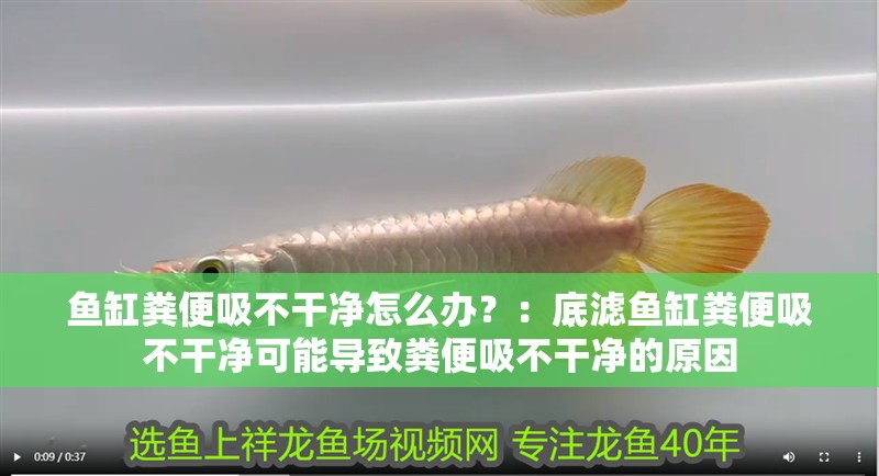 魚缸糞便吸不干凈怎么辦？：底濾魚缸糞便吸不干凈可能導致糞便吸不干凈的原因