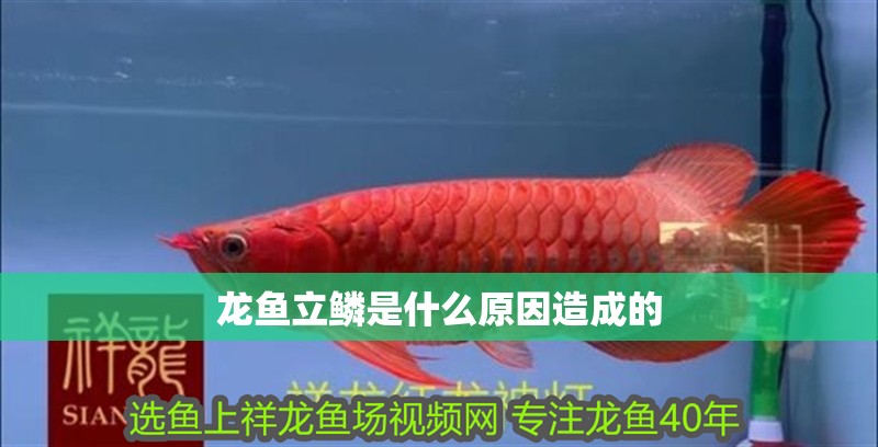 龍魚立鱗是什么原因造成的 龍魚立鱗是什么原因造成的 龍魚百科