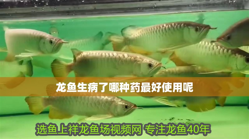 龍魚生病了哪種藥最好使用呢 龍魚生病了哪種藥最好使用呢 龍魚百科