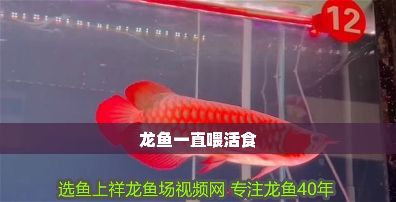 龍魚一直喂活食