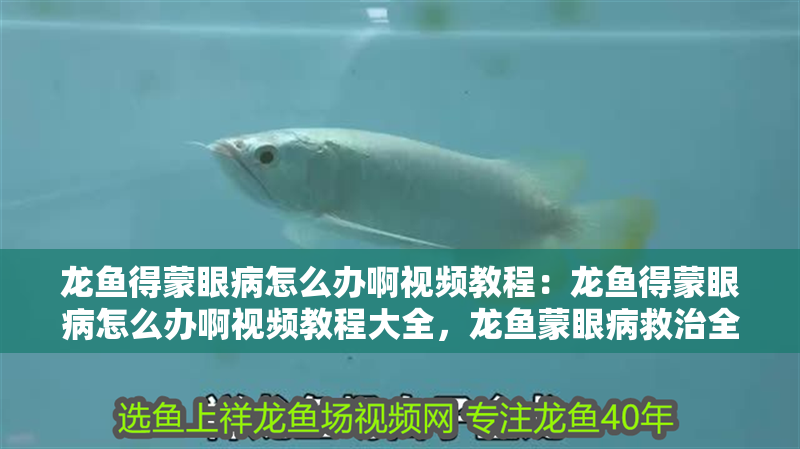 龍魚得蒙眼病怎么辦啊視頻教程：龍魚得蒙眼病怎么辦啊視頻教程大全，龍魚蒙眼病救治全攻略， 龍魚得蒙眼病怎么辦啊視頻教程：龍魚得蒙眼病怎么辦啊視頻教程大全，龍魚蒙眼病救治全攻略， 水族問(wèn)答
