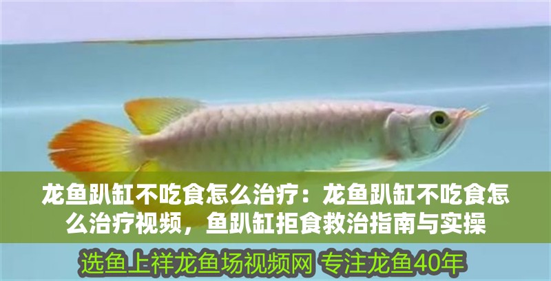 龍魚趴缸不吃食怎么治療：龍魚趴缸不吃食怎么治療視頻，魚趴缸拒食救治指南與實操