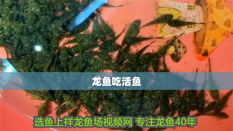 龍魚吃活魚 龍魚吃活魚 龍魚百科