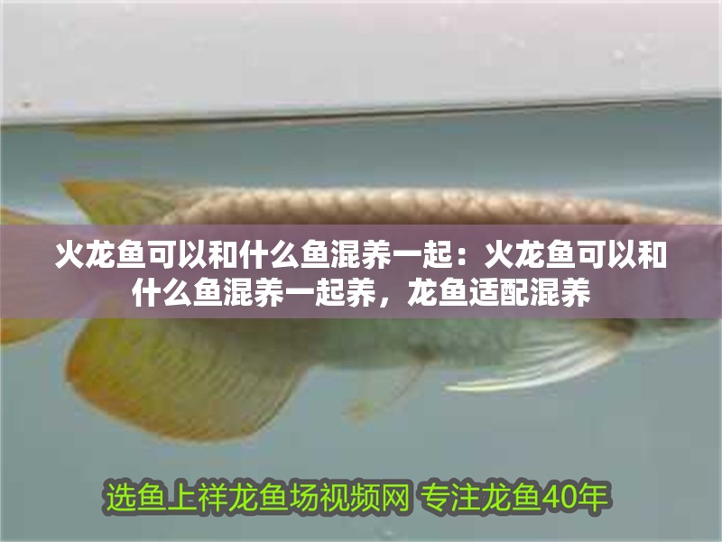 火龍魚可以和什么魚混養(yǎng)一起：火龍魚可以和什么魚混養(yǎng)一起養(yǎng)，龍魚適配混養(yǎng) 火龍魚可以和什么魚混養(yǎng)一起：火龍魚可以和什么魚混養(yǎng)一起養(yǎng)，龍魚適配混養(yǎng) 水族問(wèn)答