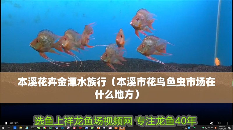 本溪花卉金潭水族行（本溪市花鳥魚蟲市場在什么地方） 本溪花卉金潭水族行（本溪市花鳥魚蟲市場在什么地方） 全國水族館企業(yè)名錄 第2張
