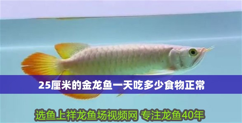 25厘米的金龍魚一天吃多少食物正常