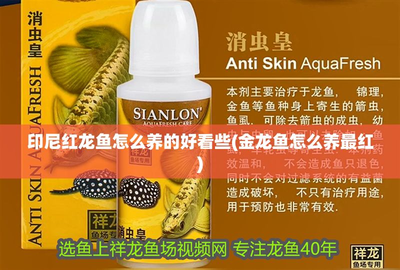印尼紅龍魚怎么養的好看些(金龍魚怎么養最紅)