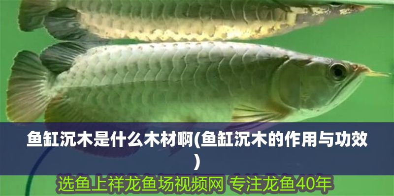 魚缸沉木是什么木材啊(魚缸沉木的作用與功效)