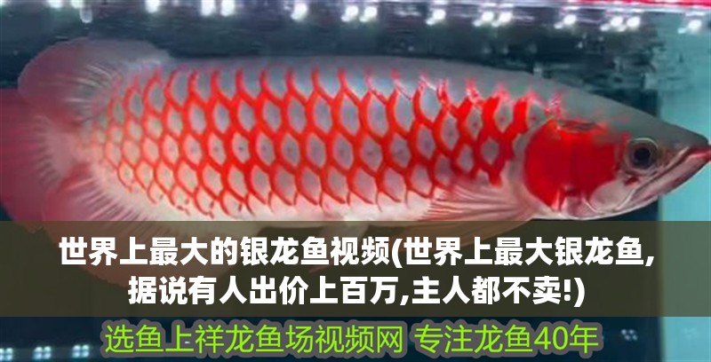 世界上最大的銀龍魚視頻(世界上最大銀龍魚,據說有人出價上百萬,主人都不賣!)