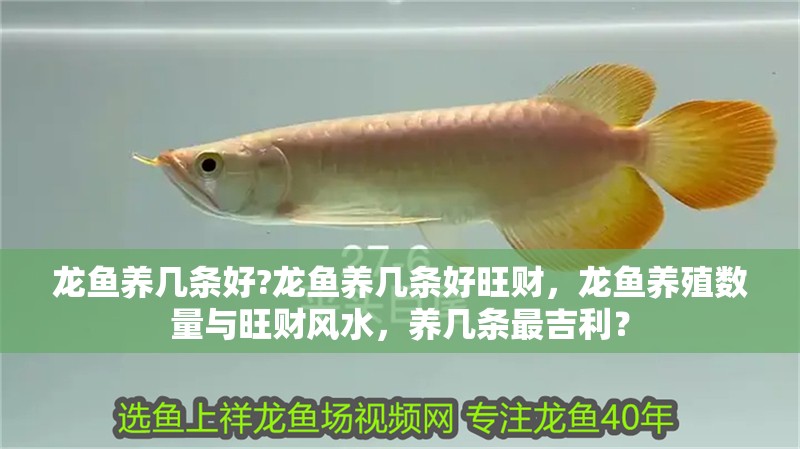 龍魚養幾條好?龍魚養幾條好旺財，龍魚養殖數量與旺財風水，養幾條最吉利？ 龍魚養幾條好?龍魚養幾條好旺財，龍魚養殖數量與旺財風水，養幾條最吉利？ 水族問答