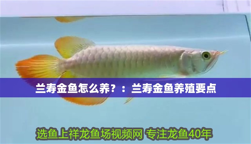 蘭壽金魚怎么養？：蘭壽金魚養殖要點 蘭壽金魚怎么養？：蘭壽金魚養殖要點 魚缸百科
