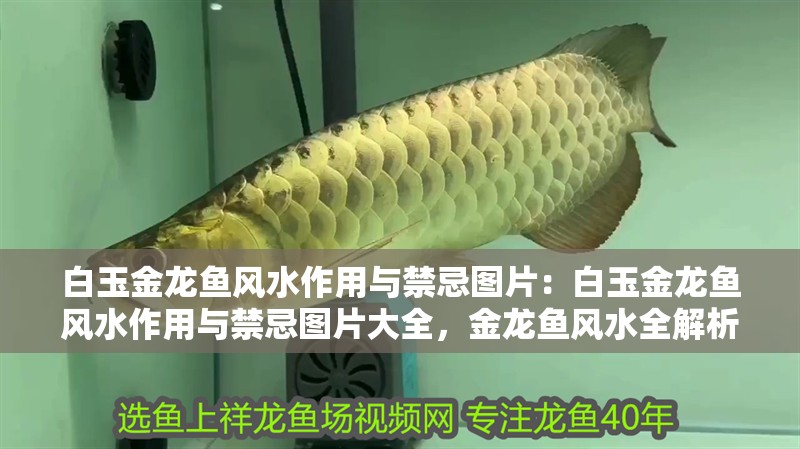 白玉金龍魚風(fēng)水作用與禁忌圖片：白玉金龍魚風(fēng)水作用與禁忌圖片大全，金龍魚風(fēng)水全解析，作用、禁忌及高清圖片大全