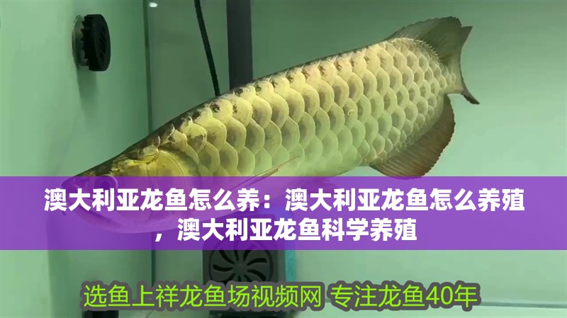 澳大利亞龍魚怎么養(yǎng)：澳大利亞龍魚怎么養(yǎng)殖，澳大利亞龍魚科學(xué)養(yǎng)殖