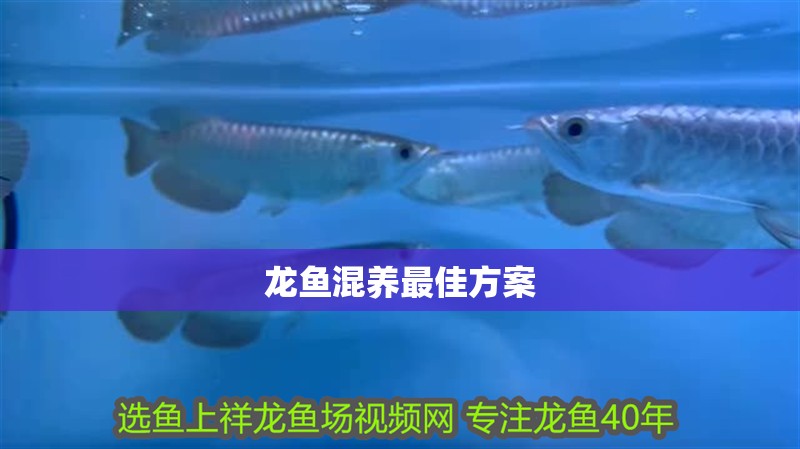 龍魚混養(yǎng)最佳方案