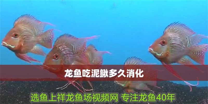 龍魚吃泥鰍多久消化