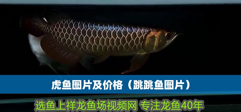 虎魚圖片及價格（跳跳魚圖片） 虎魚圖片及價格（跳跳魚圖片） 虎魚百科