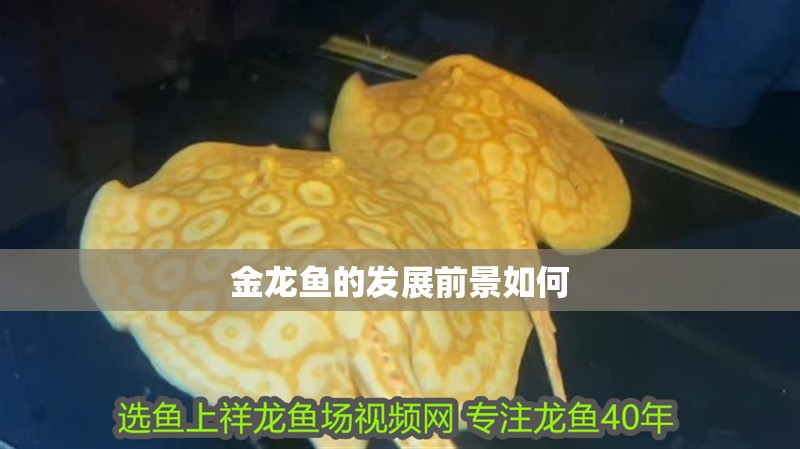 金龍魚的發展前景如何 龍魚百科 金龍魚的發展前景如何 金龍魚的發展前景如何 龍魚百科