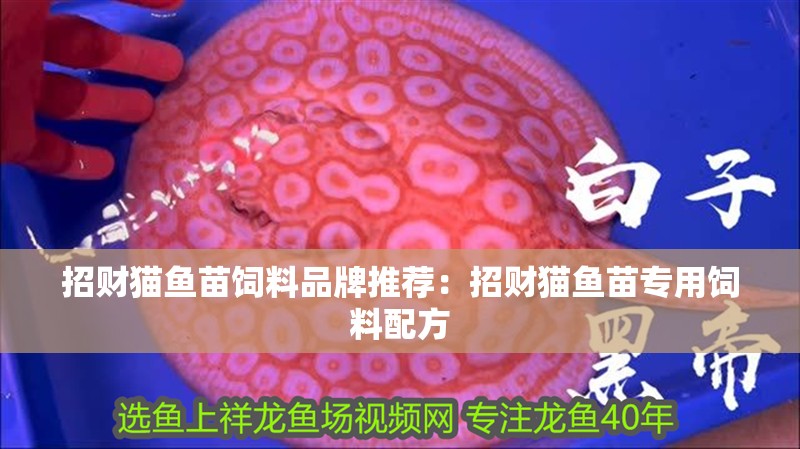 招財貓魚苗飼料品牌推薦：招財貓魚苗專用飼料配方