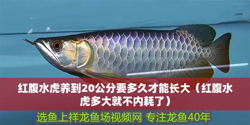 紅腹水虎養到20公分要多久才能長大（紅腹水虎多大就不內耗了）