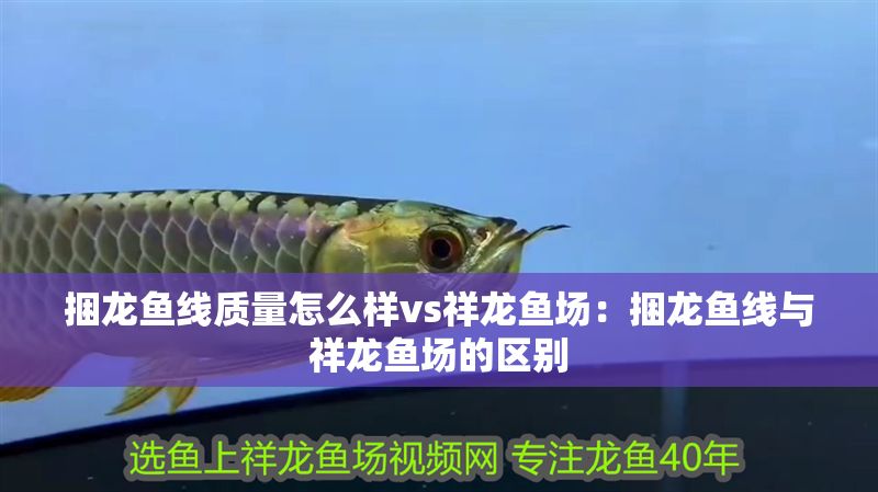 捆龍魚線質(zhì)量怎么樣vs祥龍魚場：捆龍魚線與祥龍魚場的區(qū)別 捆龍魚線質(zhì)量怎么樣vs祥龍魚場：捆龍魚線與祥龍魚場的區(qū)別 vs祥龍魚場 第1張