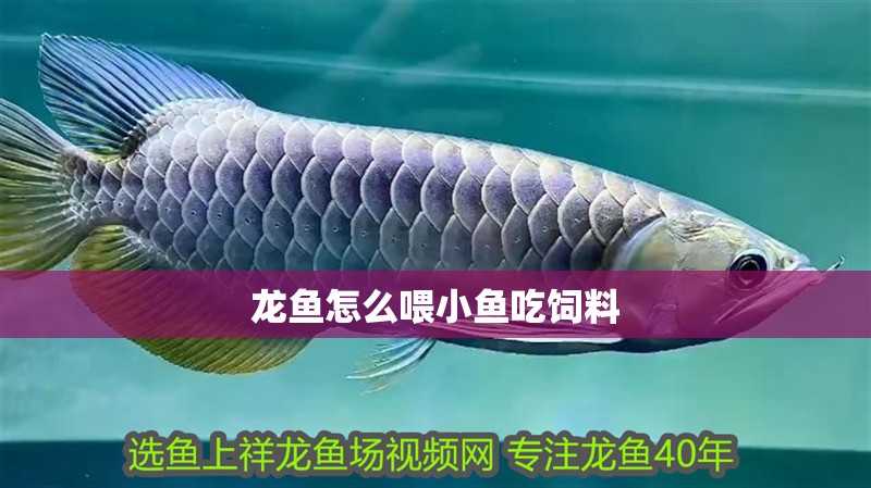 龍魚怎么喂小魚吃飼料