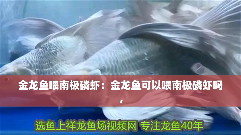 金龍魚喂南極磷蝦：金龍魚可以喂南極磷蝦嗎，