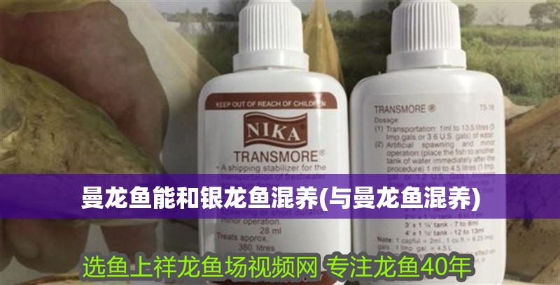 曼龍魚(yú)能和銀龍魚(yú)混養(yǎng)(與曼龍魚(yú)混養(yǎng)) 曼龍魚(yú)能和銀龍魚(yú)混養(yǎng)(與曼龍魚(yú)混養(yǎng)) 銀龍魚(yú)百科