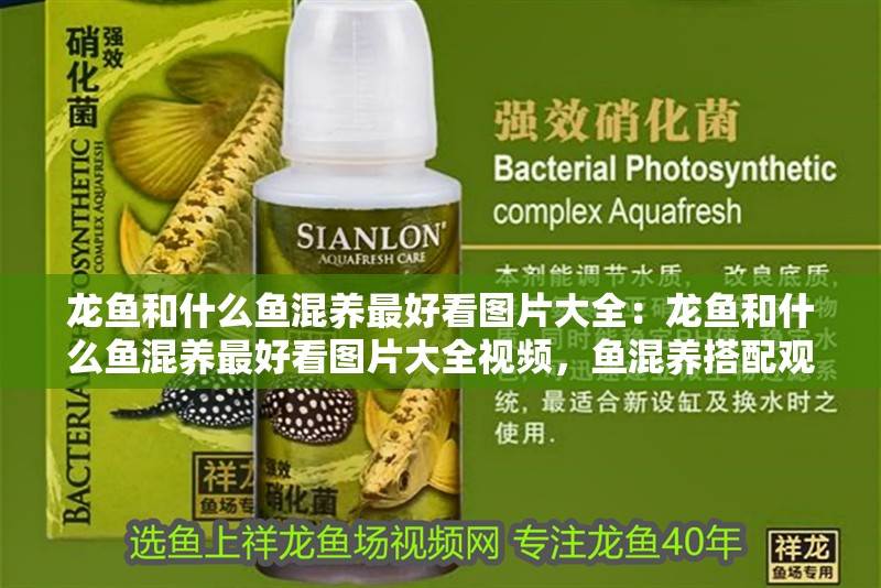 龍魚和什么魚混養最好看圖片大全：龍魚和什么魚混養最好看圖片大全視頻，魚混養搭配觀賞圖鑒，最佳組合與視頻全覽 龍魚和什么魚混養最好看圖片大全：龍魚和什么魚混養最好看圖片大全視頻，魚混養搭配觀賞圖鑒，最佳組合與視頻全覽 水族問答