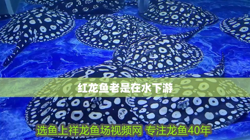紅龍魚老是在水下游