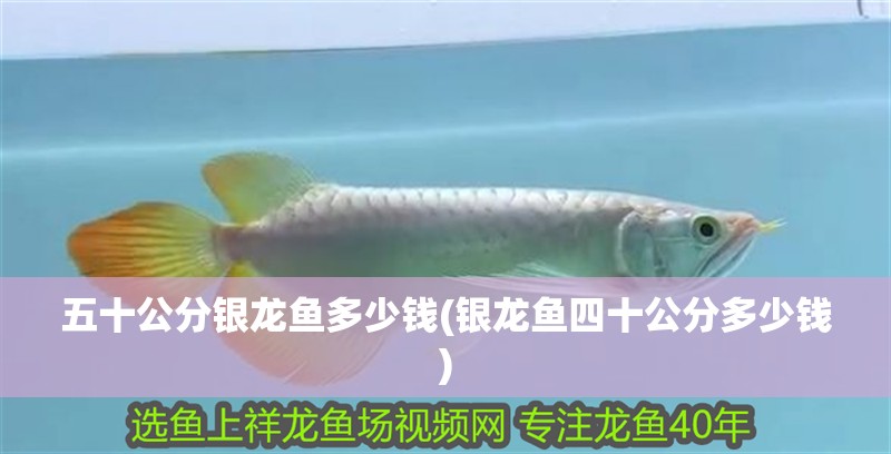 五十公分銀龍魚多少錢(銀龍魚四十公分多少錢)