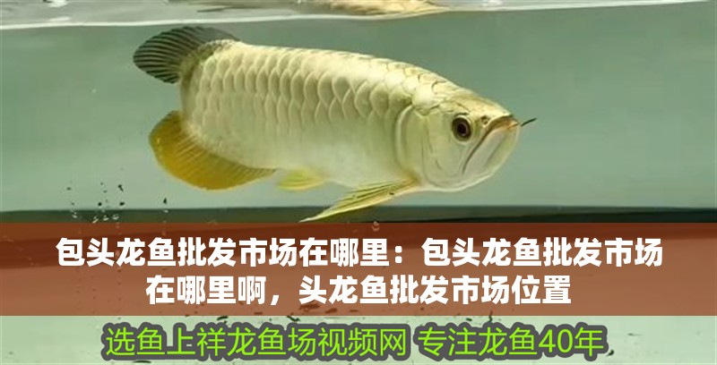 包頭龍魚批發市場在哪里：包頭龍魚批發市場在哪里啊，頭龍魚批發市場位置