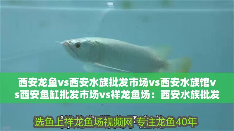 西安龍魚vs西安水族批發市場vs西安水族館vs西安魚缸批發市場vs祥龍魚場：西安水族批發市場地址祥龍魚場魚類品種介紹