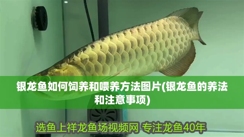 銀龍魚如何飼養和喂養方法圖片(銀龍魚的養法和注意事項) 銀龍魚如何飼養和喂養方法圖片(銀龍魚的養法和注意事項) 銀龍魚百科
