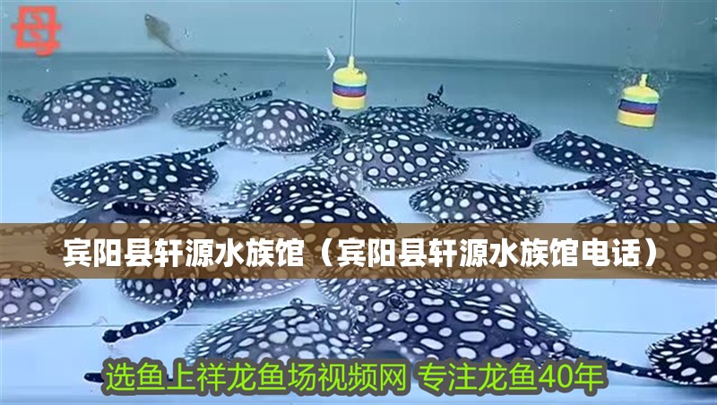 賓陽縣軒源水族館（賓陽縣軒源水族館電話）