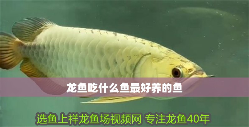 龍魚吃什么魚最好養的魚