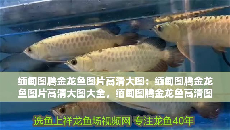 緬甸圖騰金龍魚圖片高清大圖：緬甸圖騰金龍魚圖片高清大圖大全，緬甸圖騰金龍魚高清圖片大全