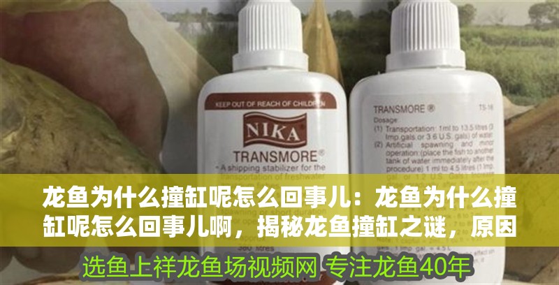 龍魚為什么撞缸呢怎么回事兒：龍魚為什么撞缸呢怎么回事兒啊，揭秘龍魚撞缸之謎，原因解析