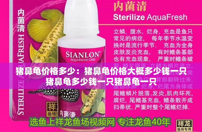 豬鼻龜價(jià)格多少：豬鼻龜價(jià)格大概多少錢一只豬鼻龜多少錢一只豬鼻龜一只