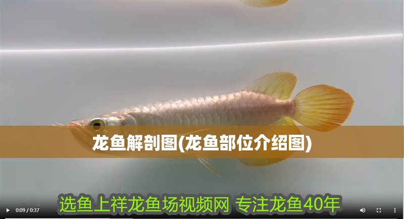 龍魚解剖圖(龍魚部位介紹圖)